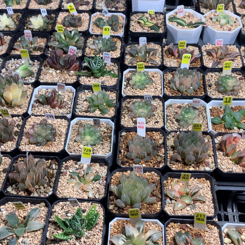 【闪购商品】补补1