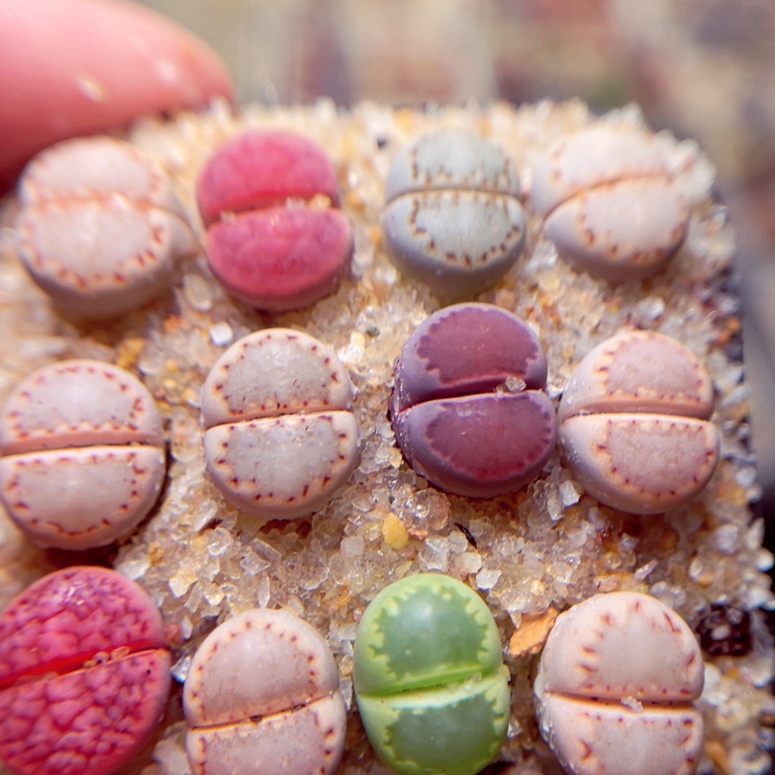 240号带盆包邮发货