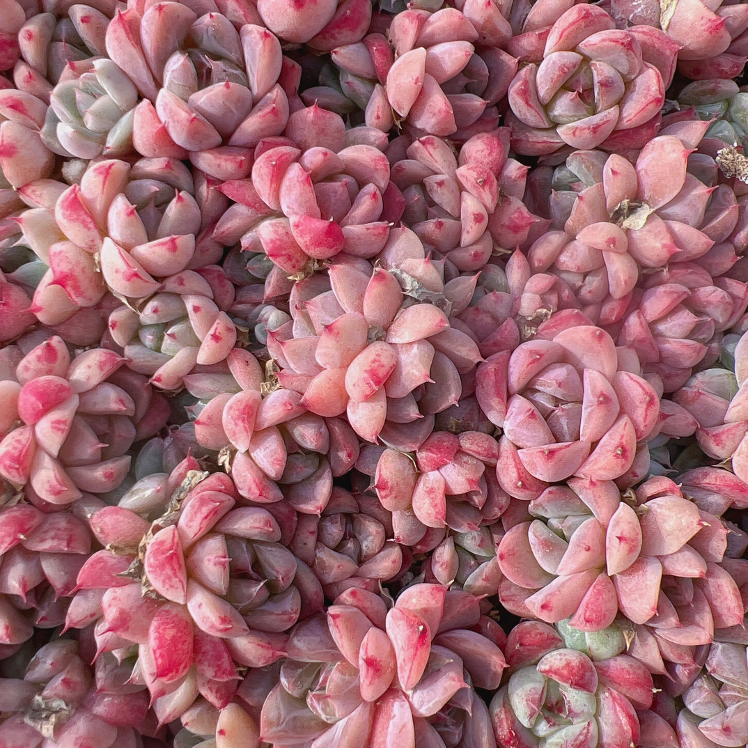 玉簪多肉正方形小盒切糕