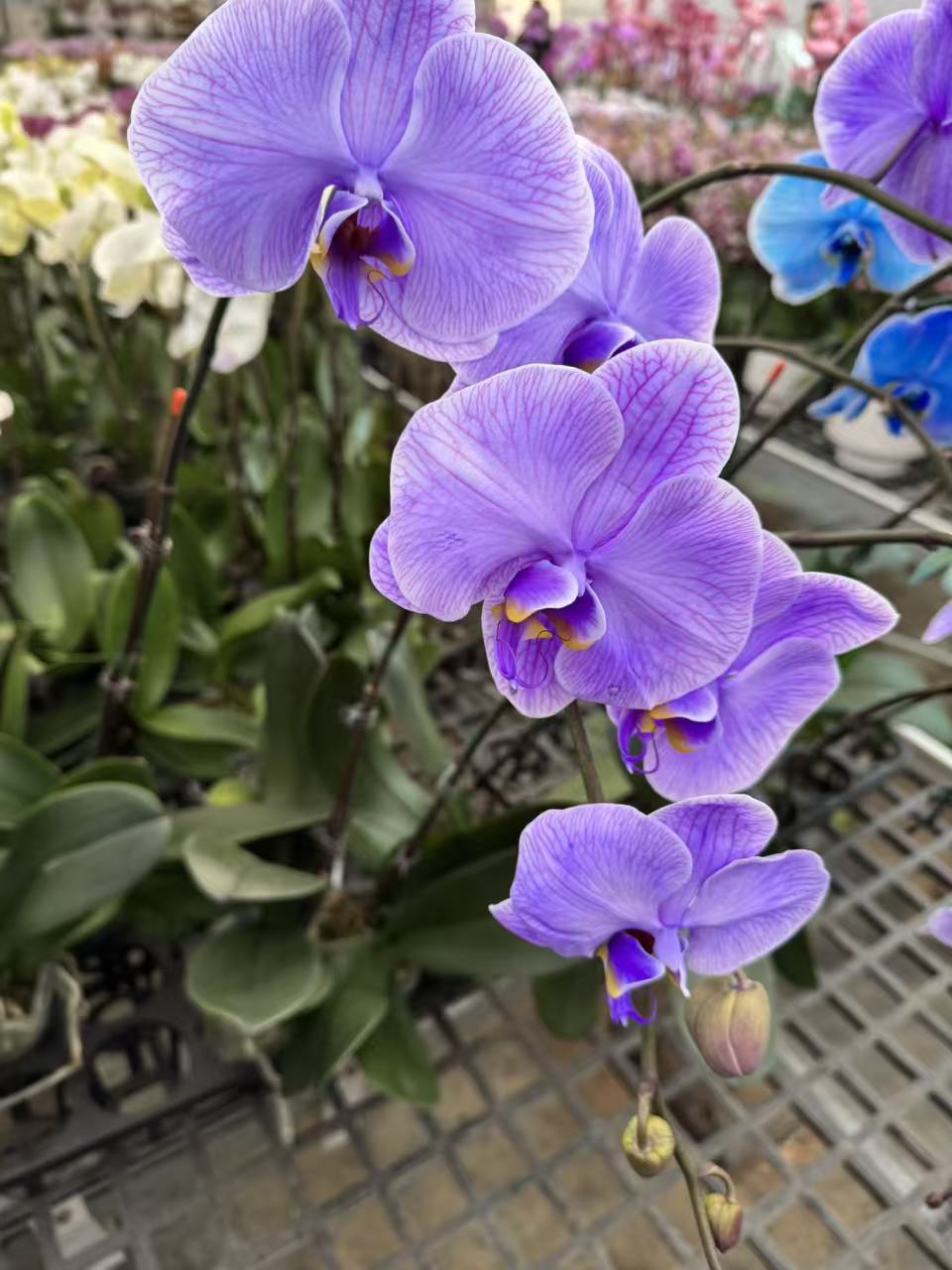 蝴蝶兰【马卡龙】昆明源头基地直发