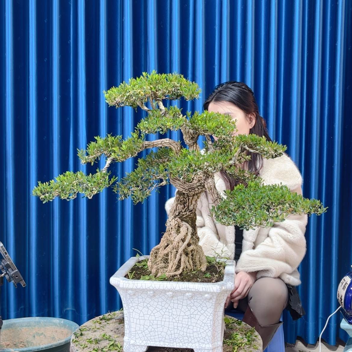 【闪购商品】广东雀舌黄杨景盆景应