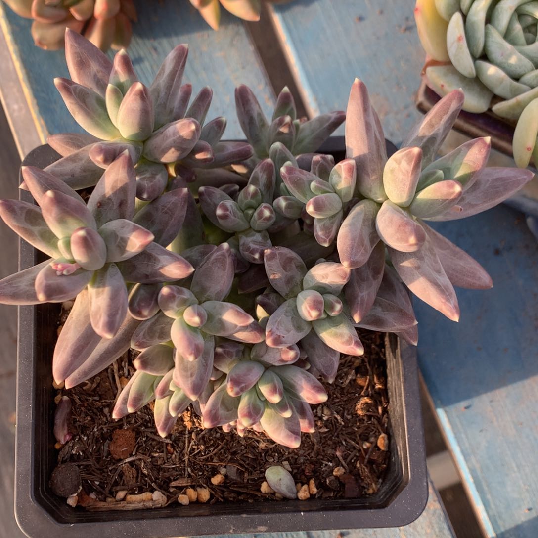 12头乌拉克拉一物一拍