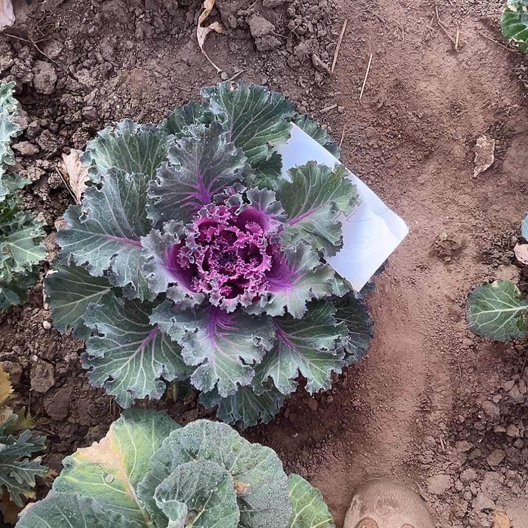 羽衣甘蓝多肉植物一颗。