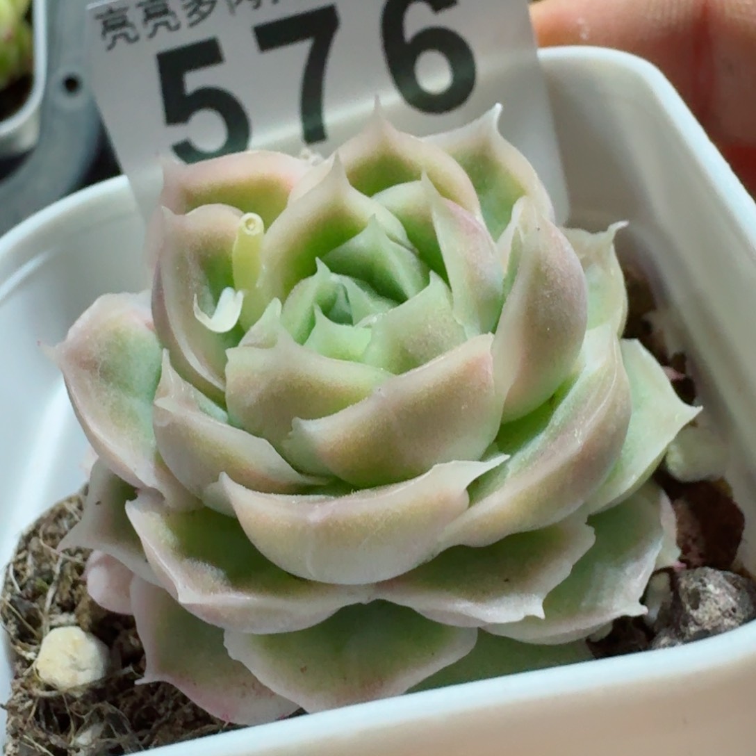 水晶虾饺         精品多肉