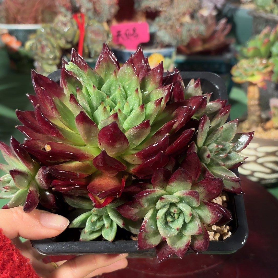 多肉植物啦啦啦啦