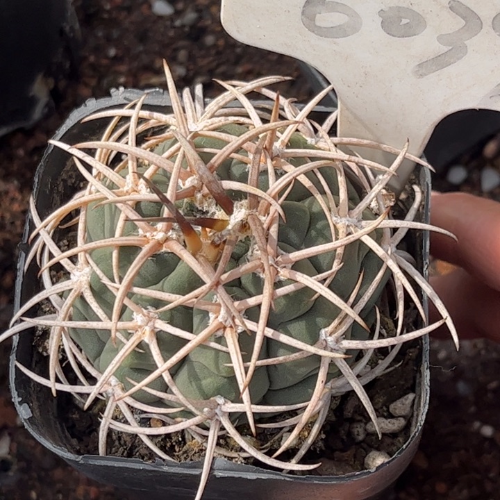 唔**野6039实生碧岩玉好养皮实