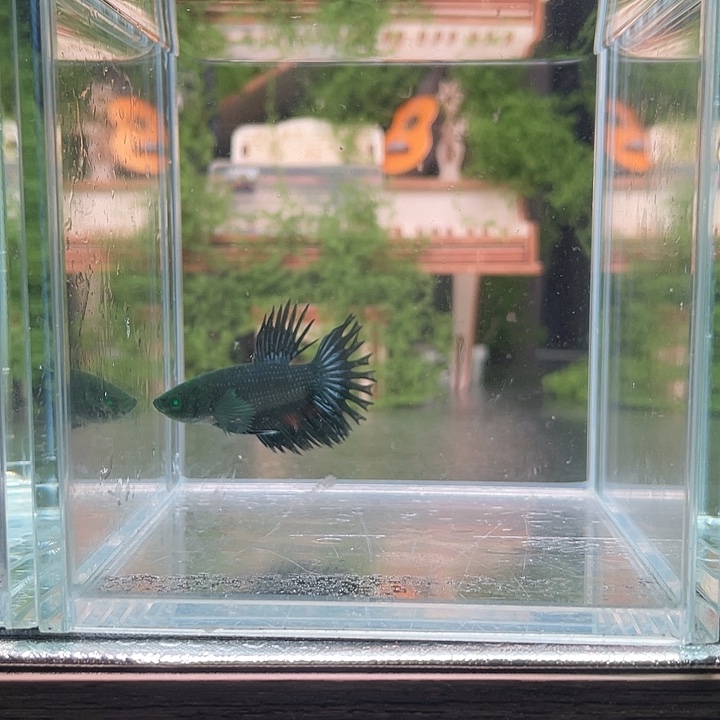 斗鱼听风观赏斗鱼