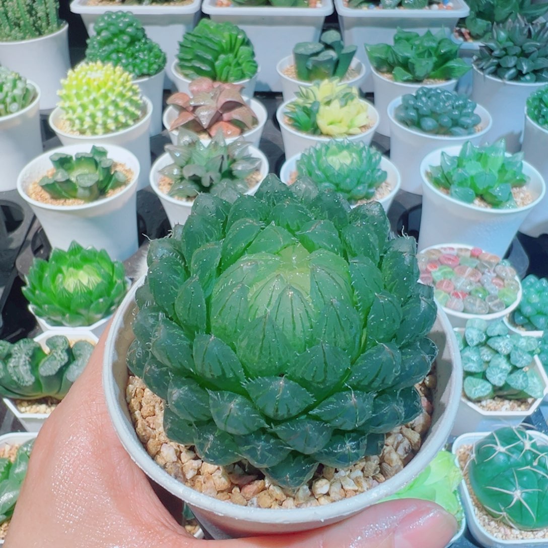 翠云玉露多肉88999