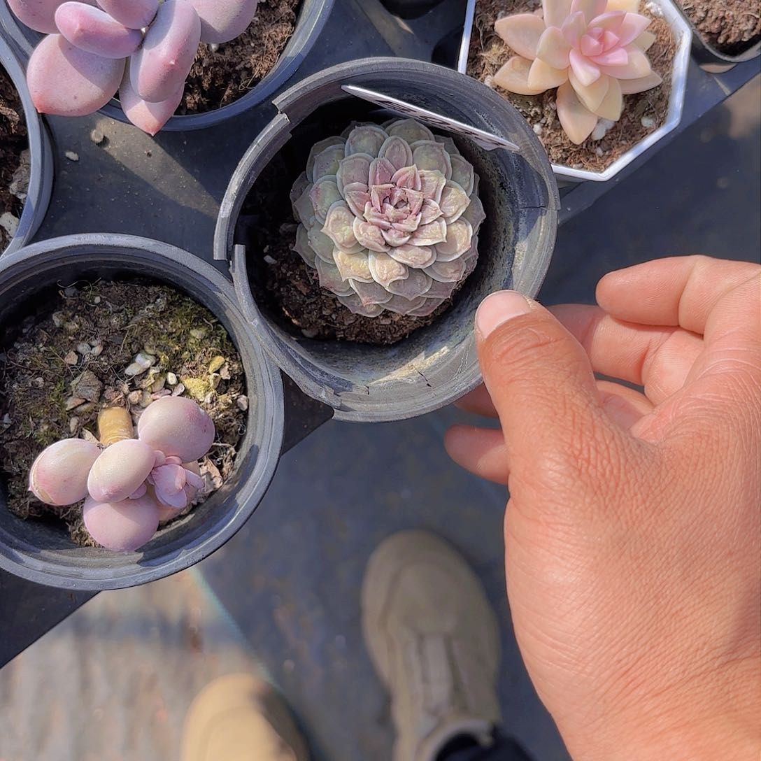 B033留财一物一拍