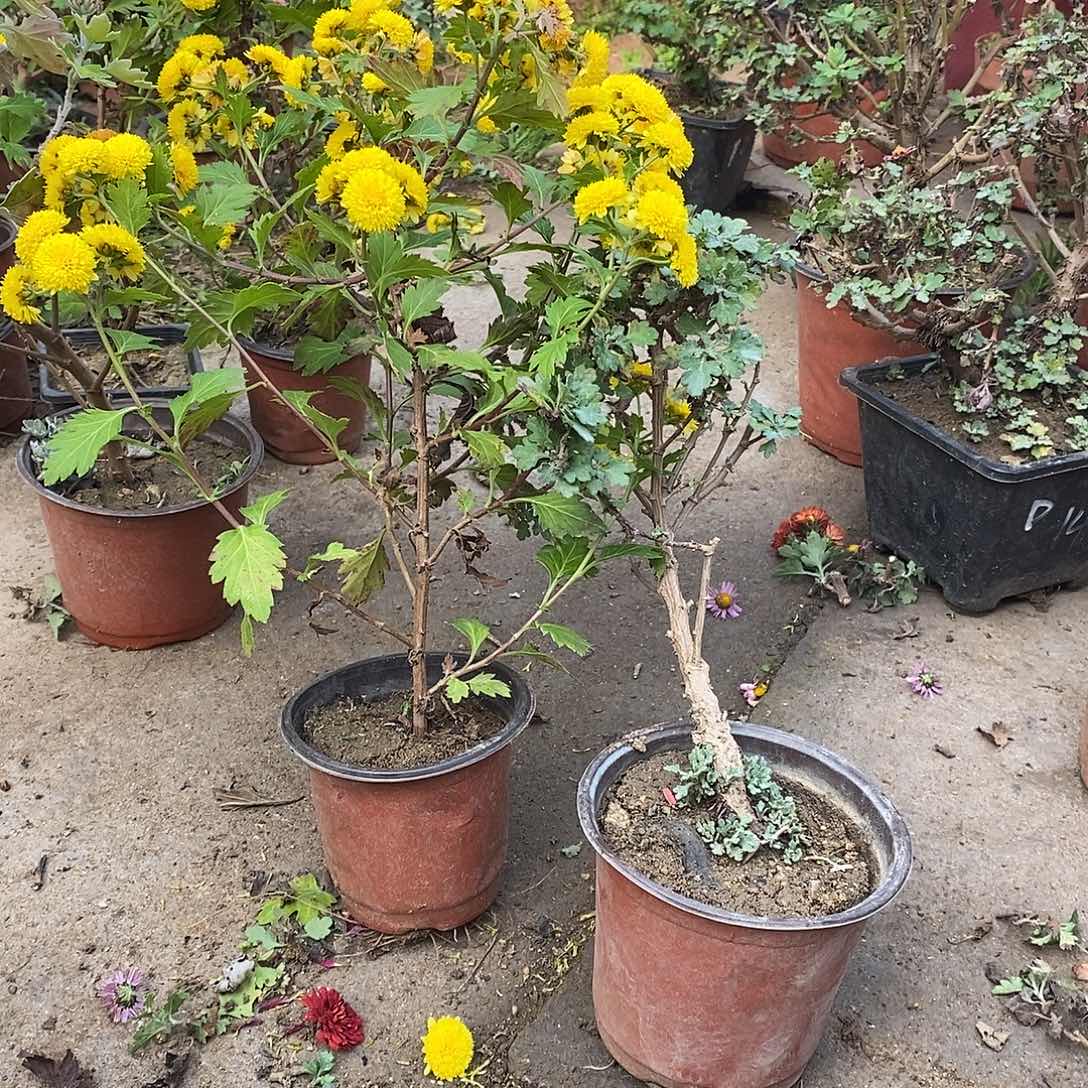 雨***落完全开放菊花菊花