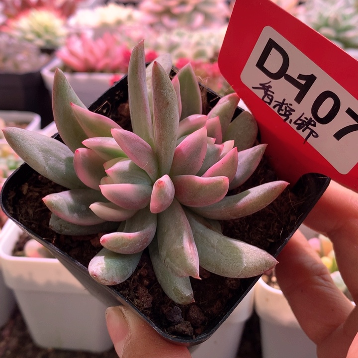 香槟锦覆轮锦有根