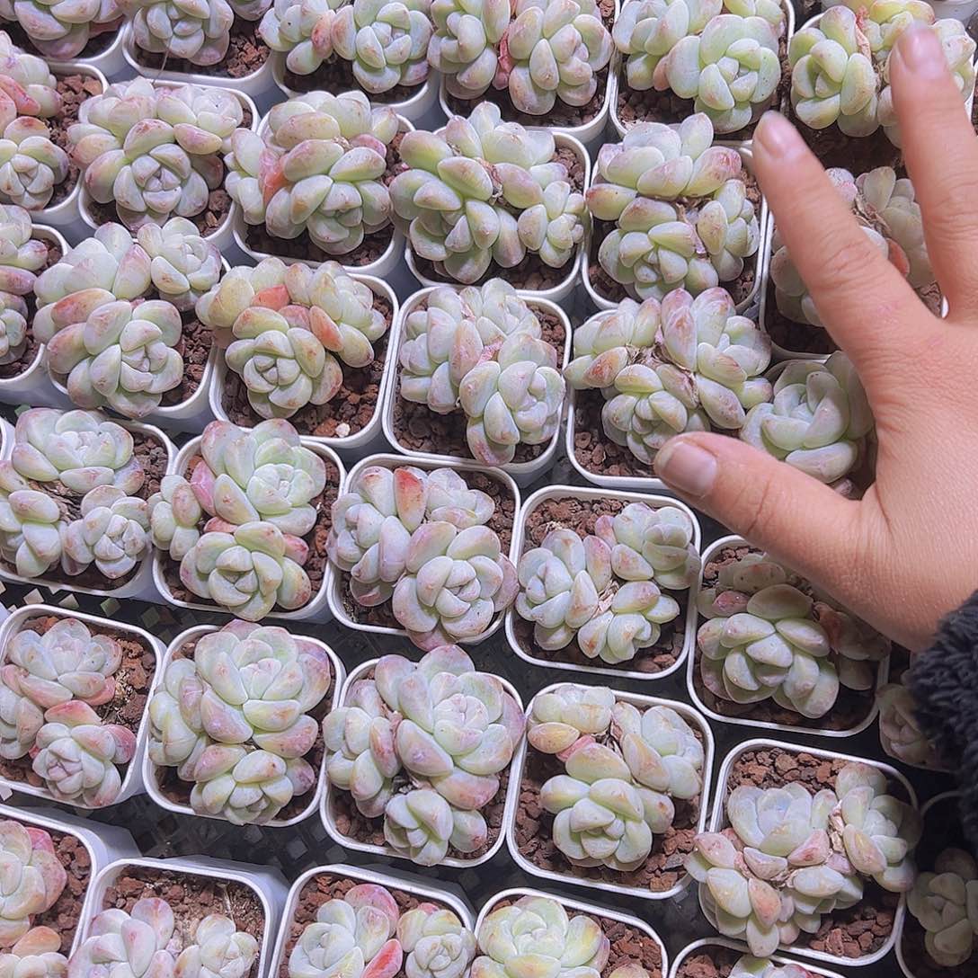 精品冰玉群19包邮多肉植物