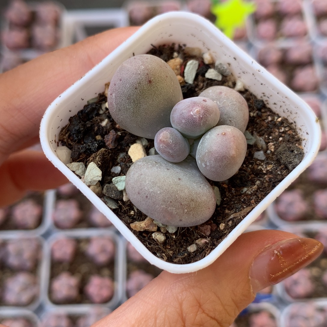 米可奶 精品韩国奶酪多肉