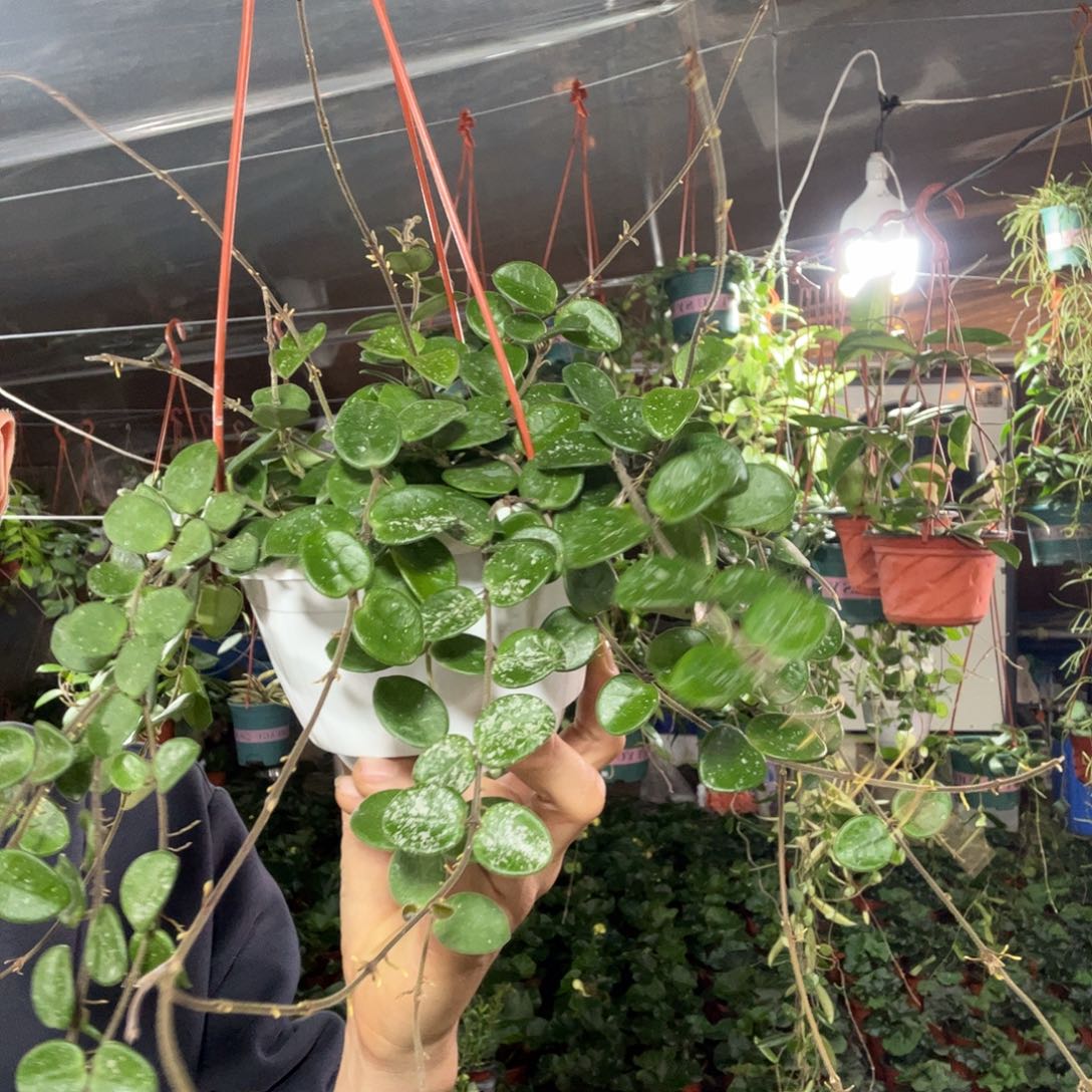 静***无花朵杂葡球兰品种