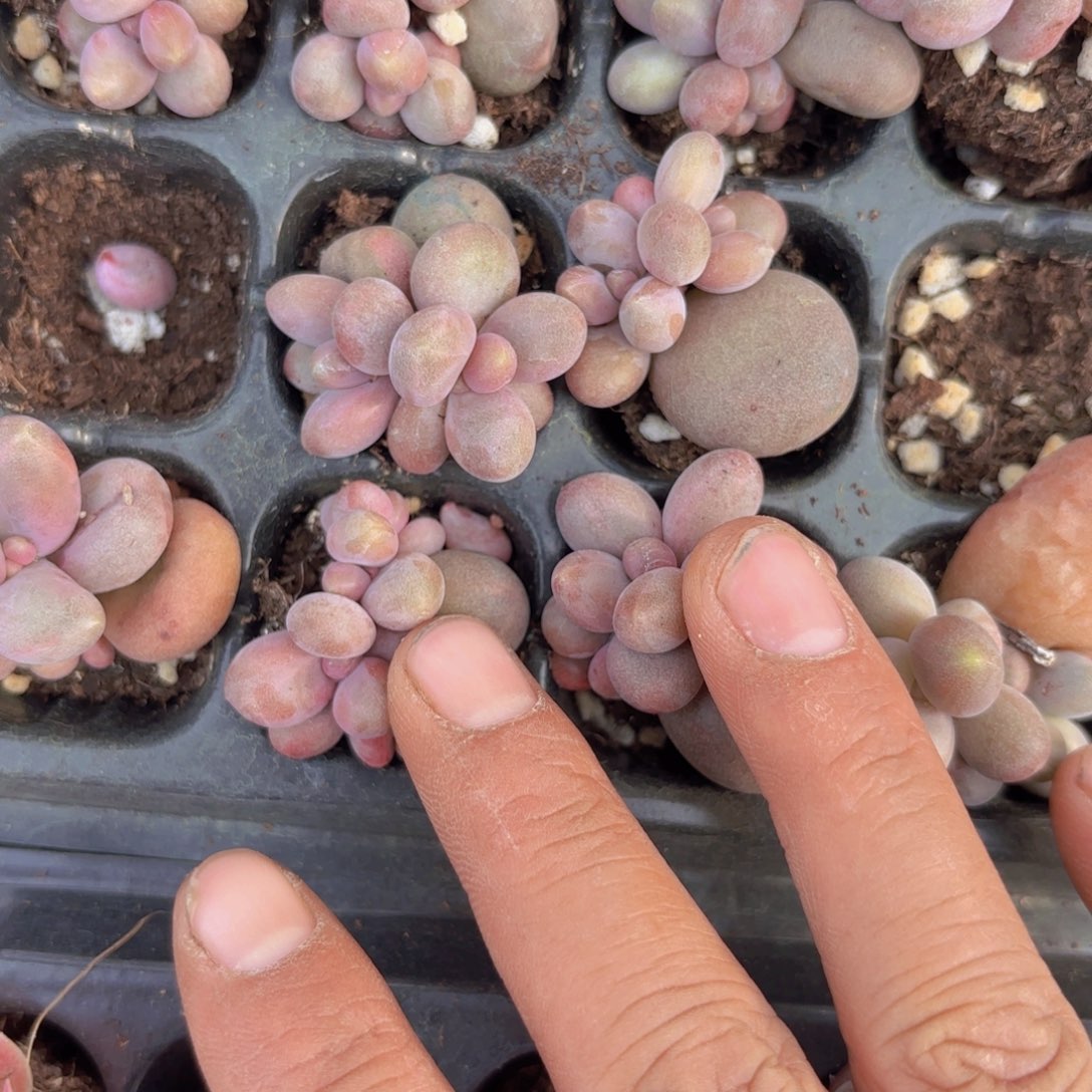 糖果美人双头一颗量拍