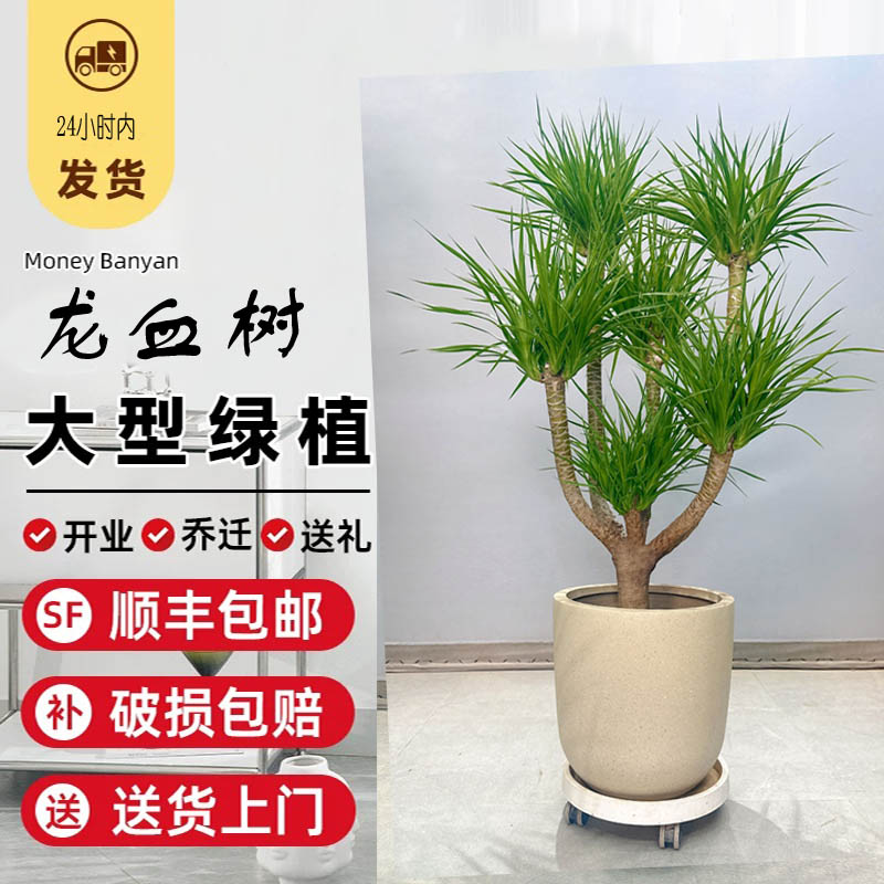 龙血树绿植大盆栽造型老桩特大号龙须树大型绿植双层多头超好养活