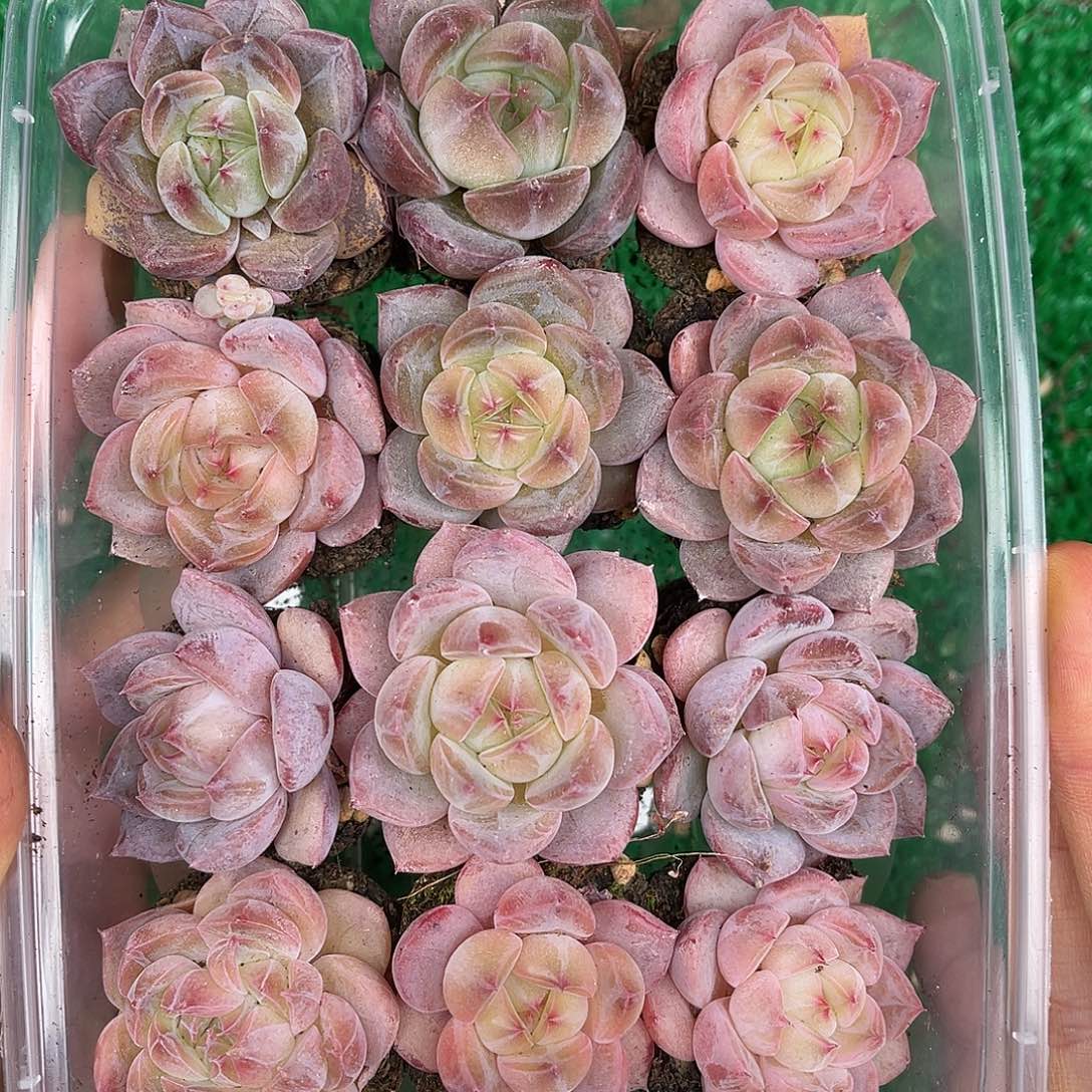 多肉一物一拍30-87