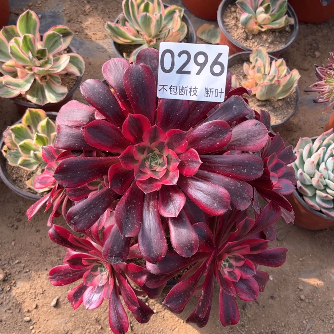 296号，美杜莎老桩，主头弯了