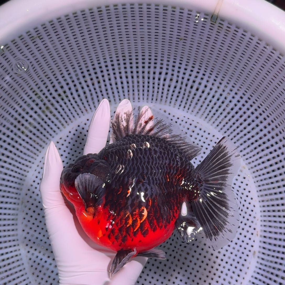 金鱼类不分公母15