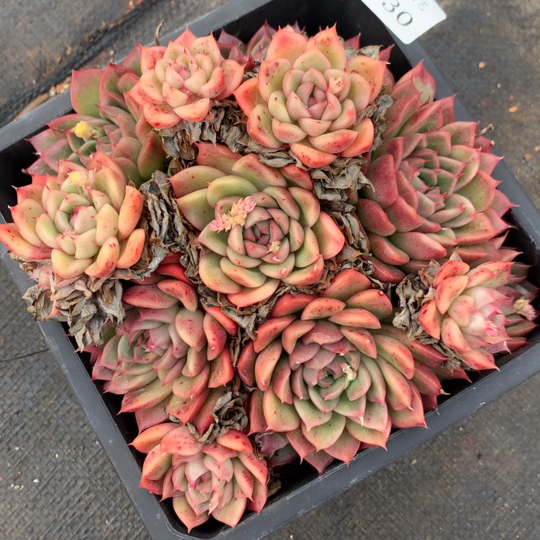 630杂交多肉老庄17冠