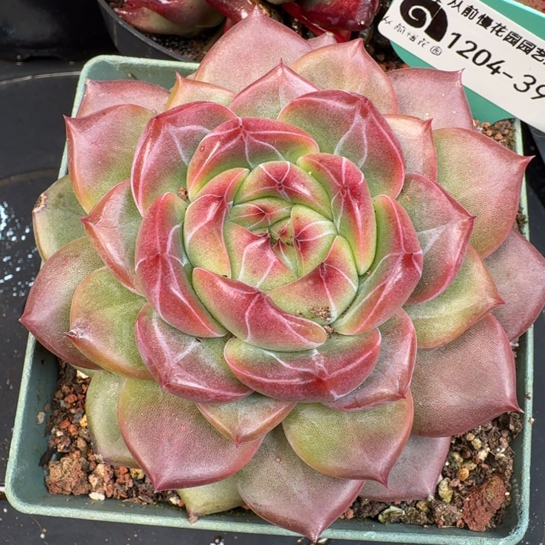 从前慢多肉精选编号1204.397