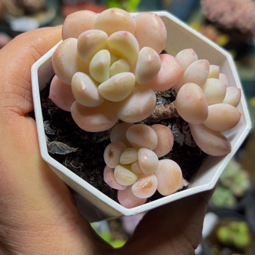 073雪媚娘6厘米多肉