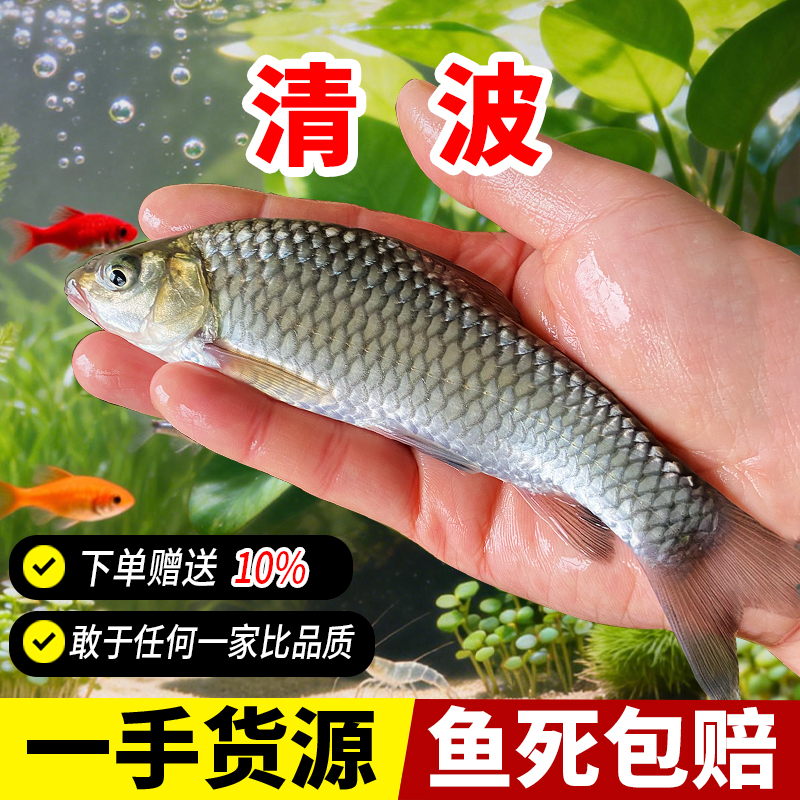 清波中华倒刺鲃淡水冷水 鱼塘养殖可过冬水族宠物观赏鱼