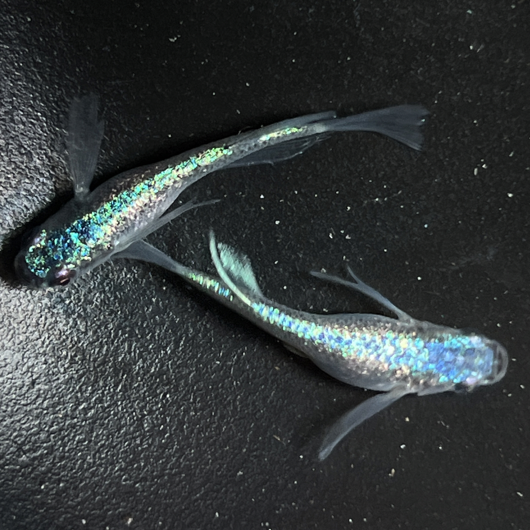 直播间幸运儿 随机品种2-8条