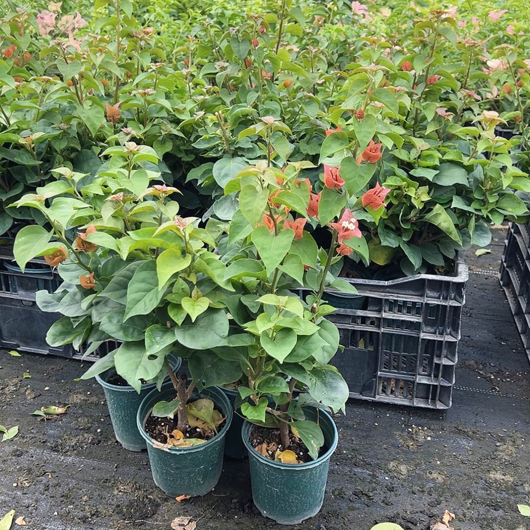 当前无花栽培后可以开花巧克力掌中宝一颗