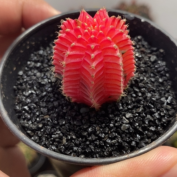 精品米哈——元旦福利2