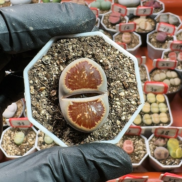 生石花11444。 177