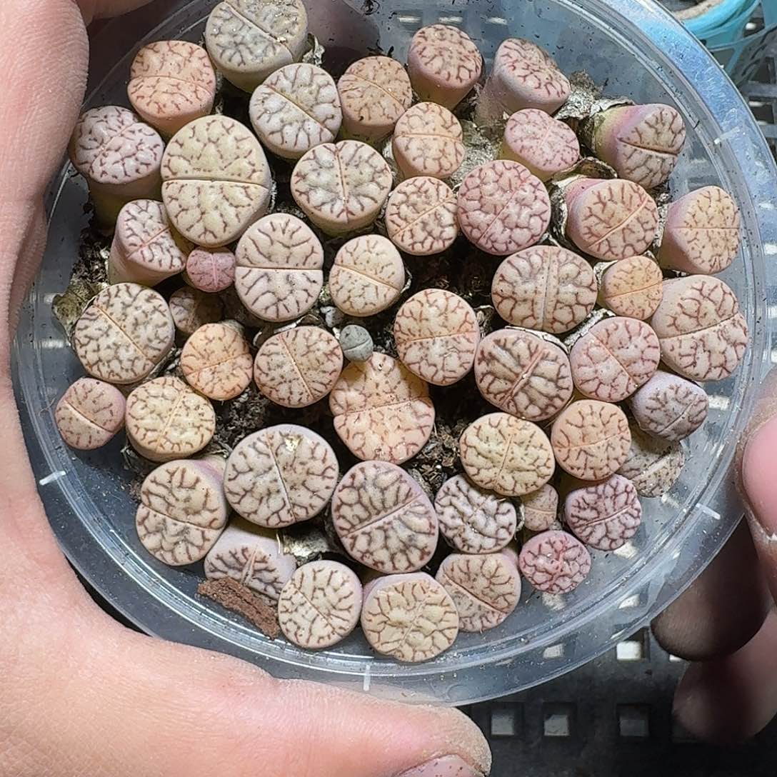 234 多肉植物多肉植物