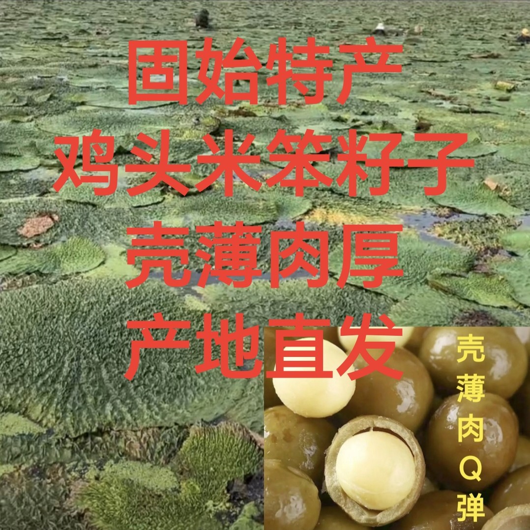 果王！固始（芡实小镇发货）笨鸡头米直径13~14毫米多左右已打磨