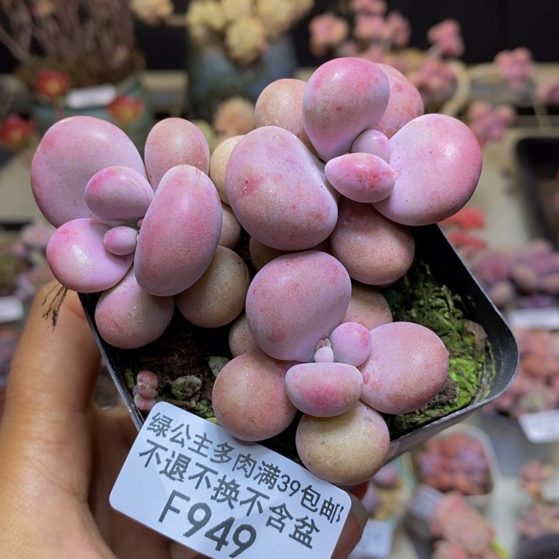 949腰子桃蛋多肉6c m