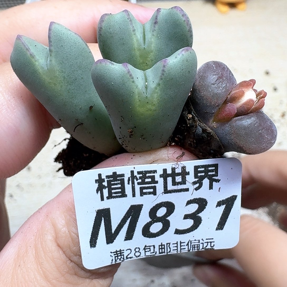 多肉植物的是yjknb