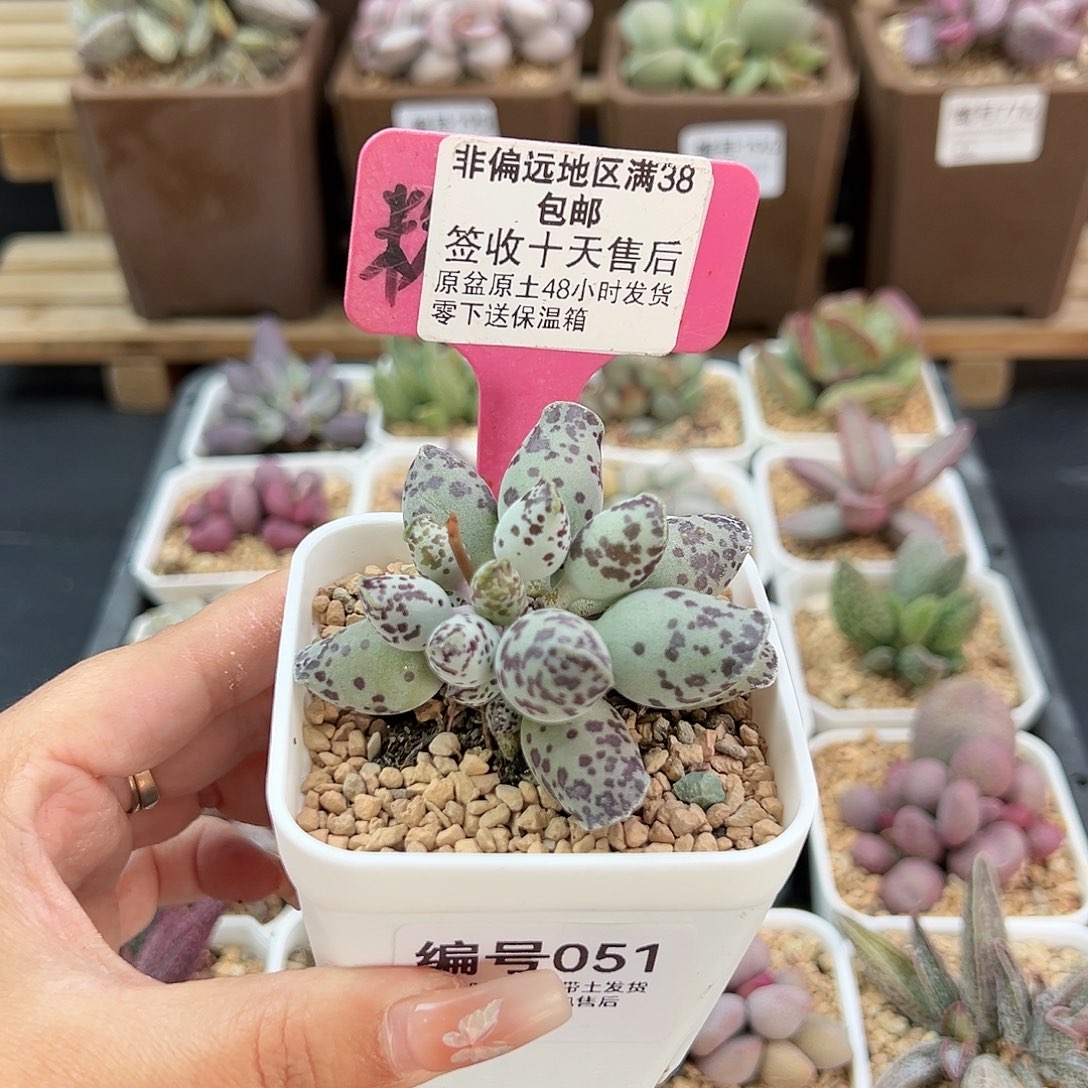 051特白肌海豹多肉植物