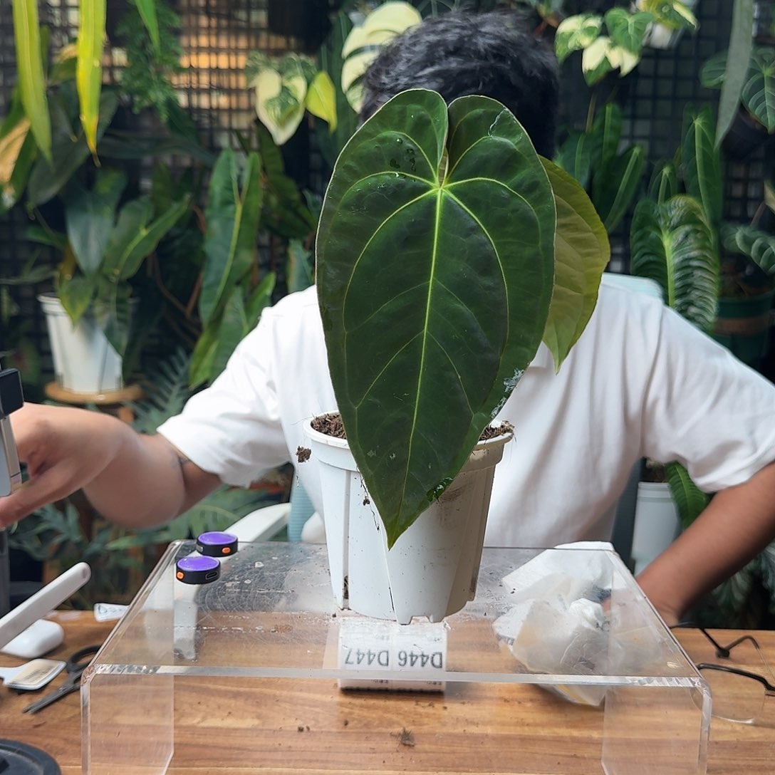 伴***生无花朵一物一拍D446