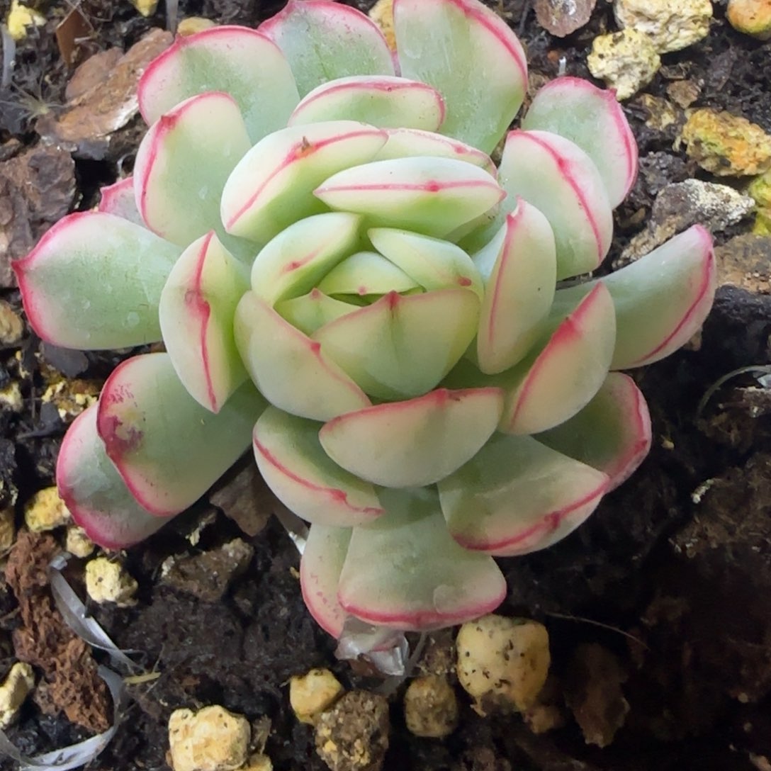 梦幻玫瑰白锦 多肉植物