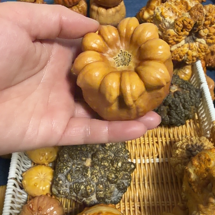 云***轻墨西哥七彩疙瘩葫芦