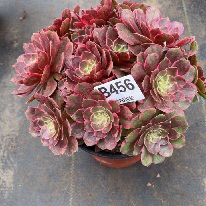 瑞妈，。。。。。？456。花妖，