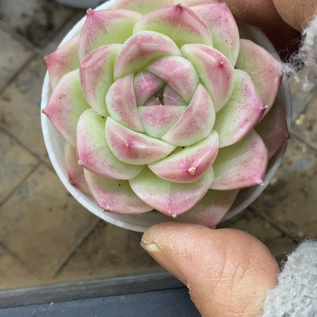 精品多肉、物一拍不包整428