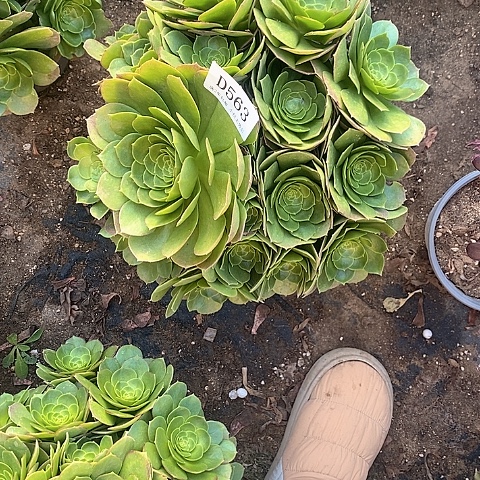 563万圣夜多肉法师锦