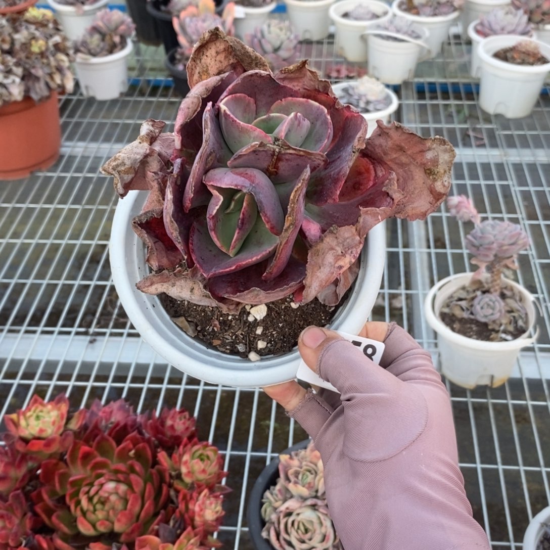 姜***️6058双心包菜一物一拍