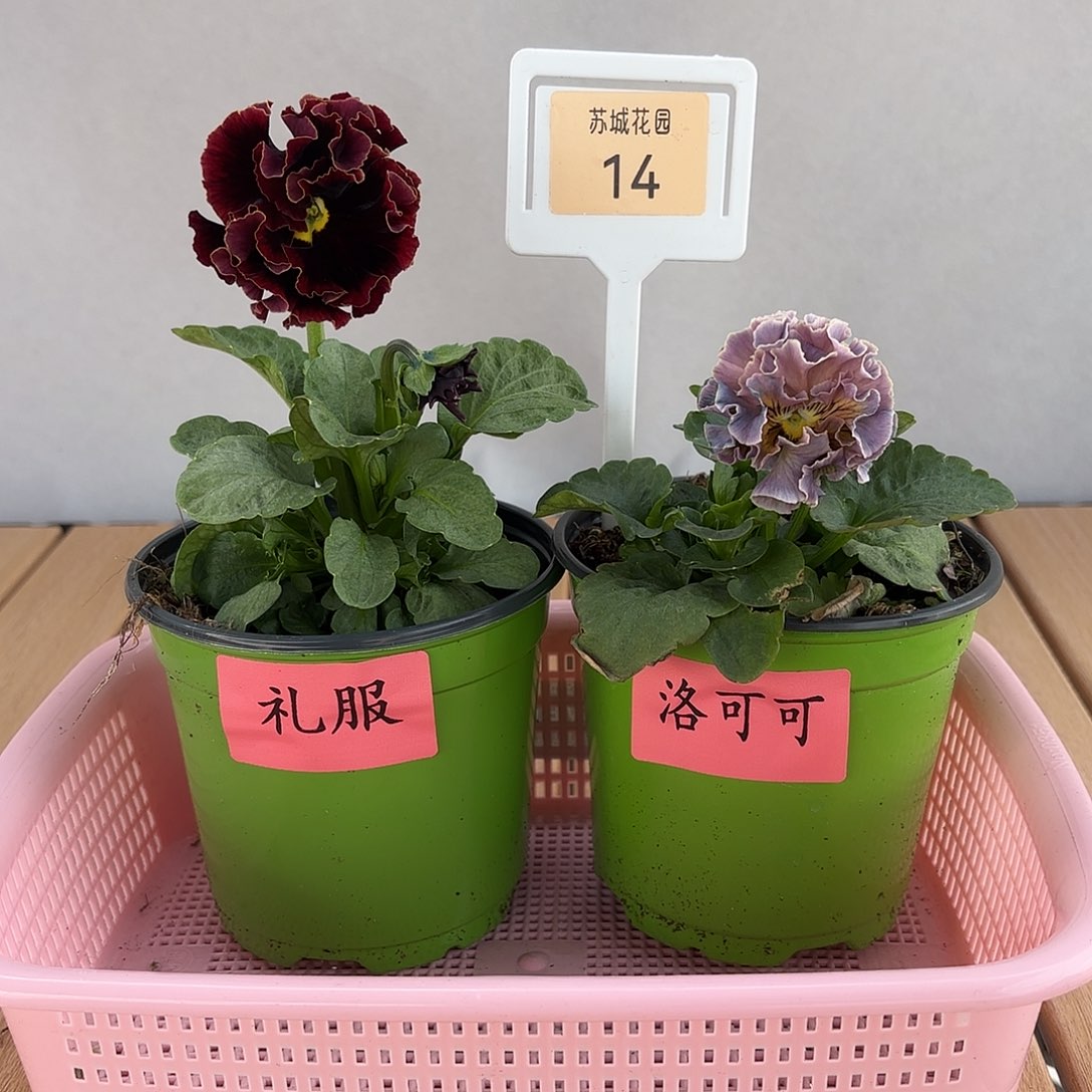 大部分开放少量花苞14