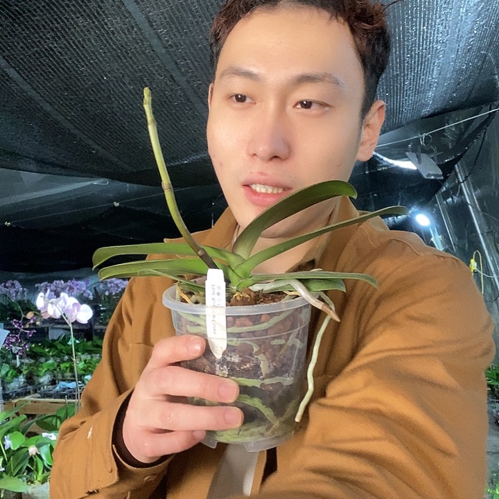 无花朵金车小丑带花剑