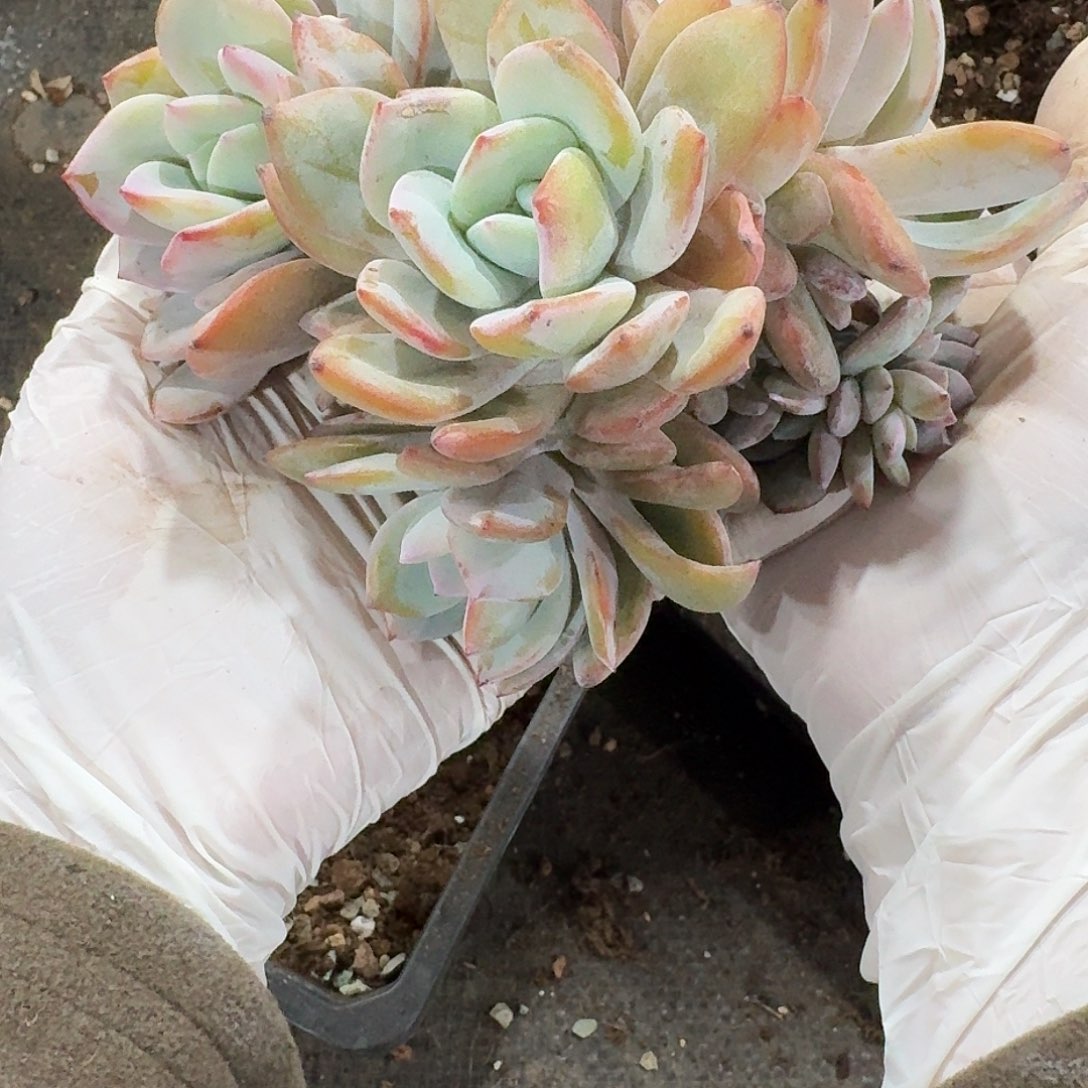 #956  多肉售后范围：签收起7天内