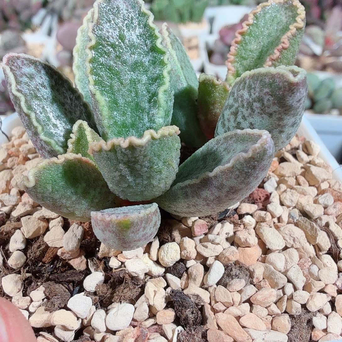 鲍鱼            