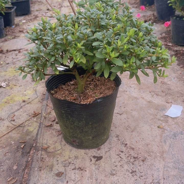 完全开放五宝绿珠