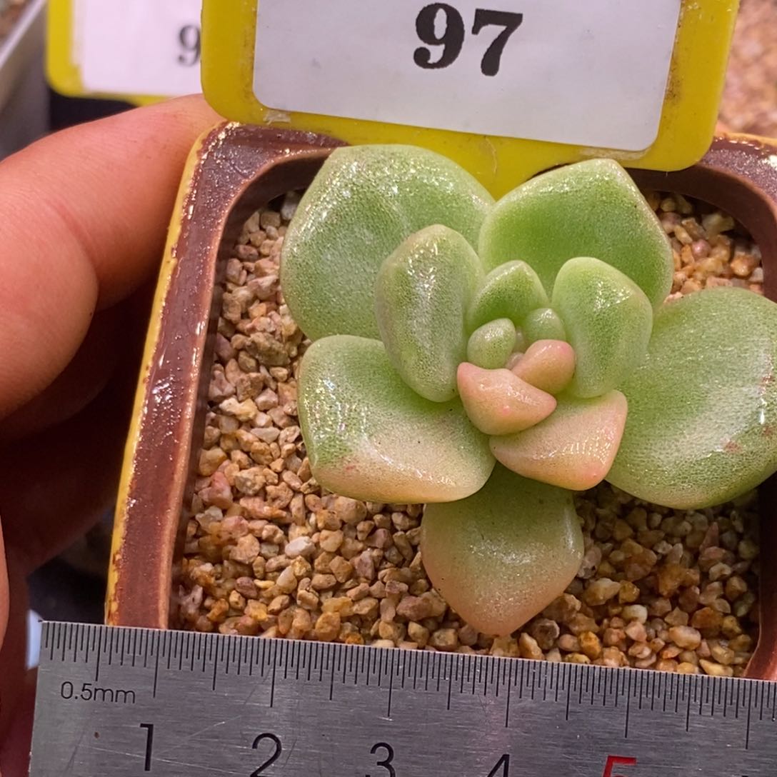 597冰玉石化带锦的……