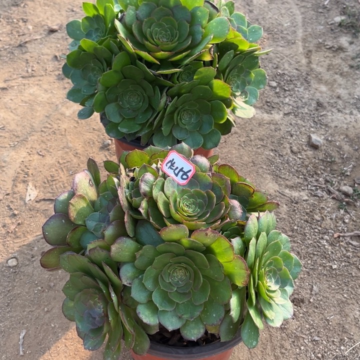 14-156万圣节亮牌10一个多肉